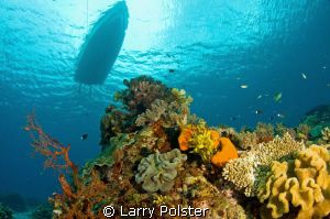 Safety stop on one of many beautiful reefs in the Banda Sea by Larry Polster 